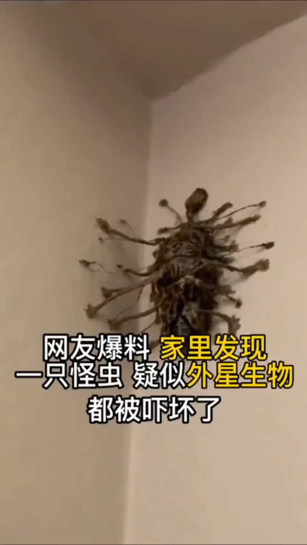 这种不明生物被网友疯传,它看起来非常的诡异