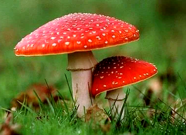 十种有剧毒的野生菌-第6张图片-医海无涯