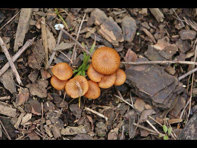 十种有剧毒的野生菌-第20张图片-医海无涯