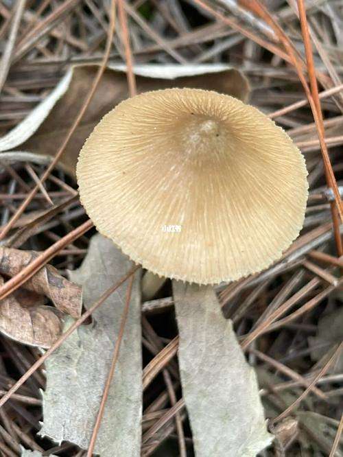 十种有剧毒的野生菌-第14张图片-医海无涯