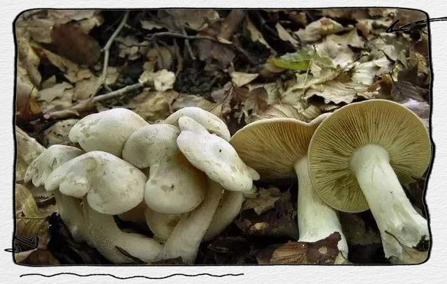 十种有剧毒的野生菌-第10张图片-医海无涯