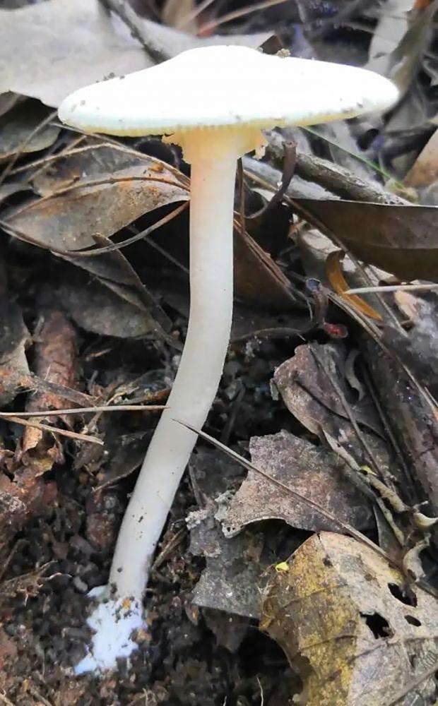 十种有剧毒的野生菌-第4张图片-医海无涯