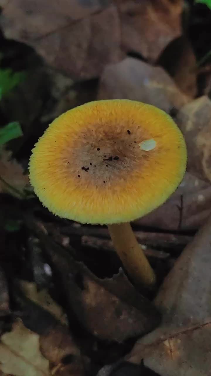 十种有剧毒的野生菌-第11张图片-医海无涯
