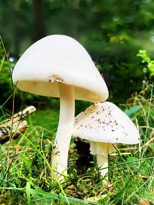 十种有剧毒的野生菌-第1张图片-医海无涯