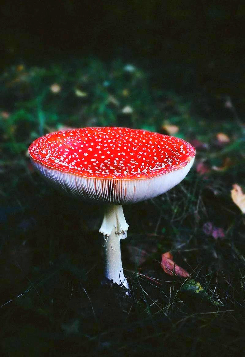 十种有剧毒的野生菌-第7张图片-医海无涯