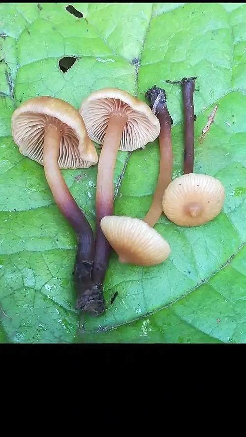 十种有剧毒的野生菌-第13张图片-医海无涯