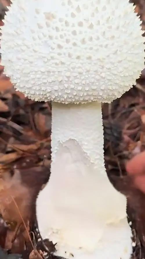 十种有剧毒的野生菌-第3张图片-医海无涯