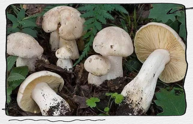十种有剧毒的野生菌-第9张图片-医海无涯