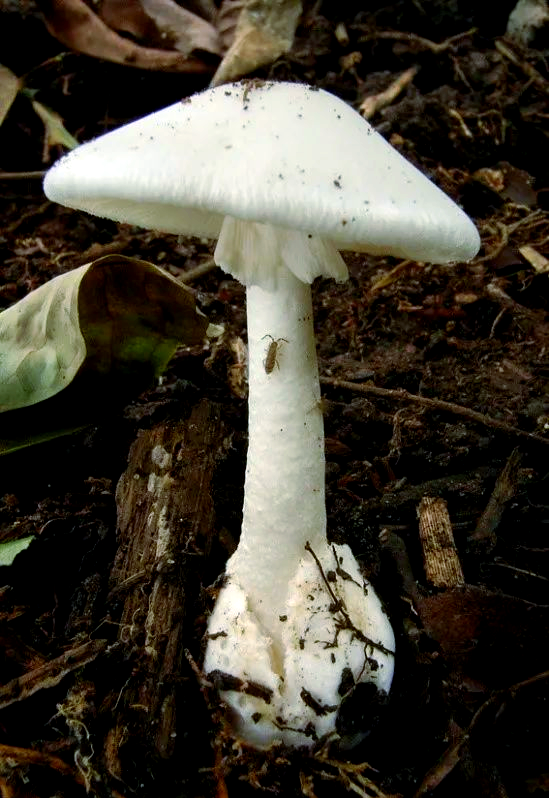 十种有剧毒的野生菌-第5张图片-医海无涯