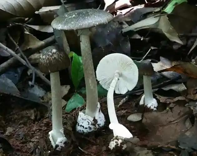 十种有剧毒的野生菌-第15张图片-医海无涯