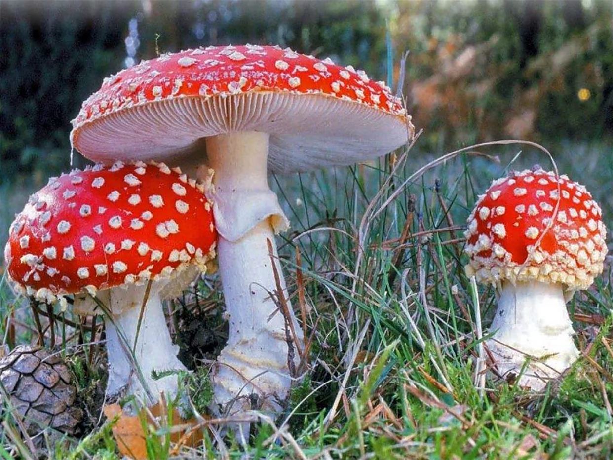 十种有剧毒的野生菌-第8张图片-医海无涯