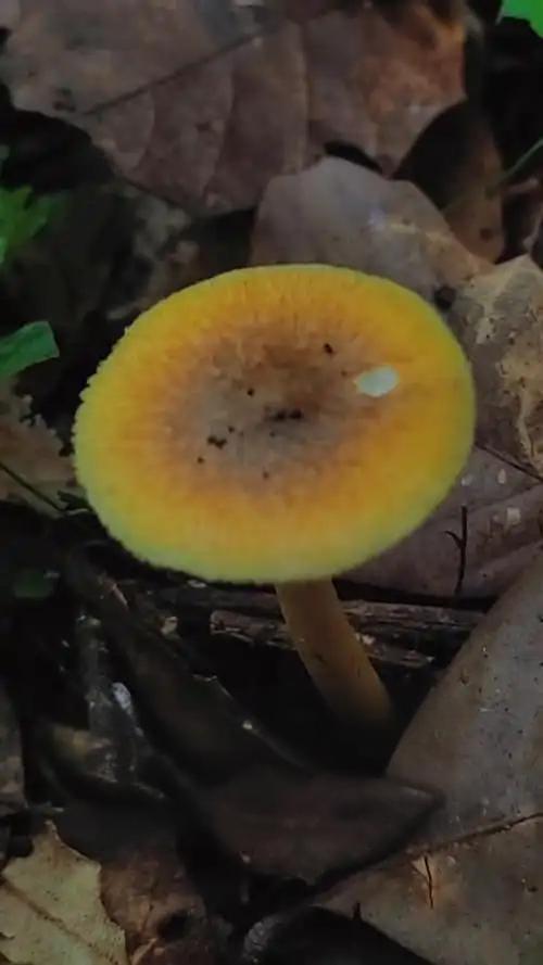 十种有剧毒的野生菌-第12张图片-医海无涯