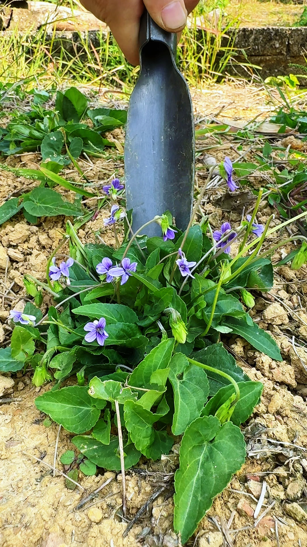 紫花地丁又叫犁头草