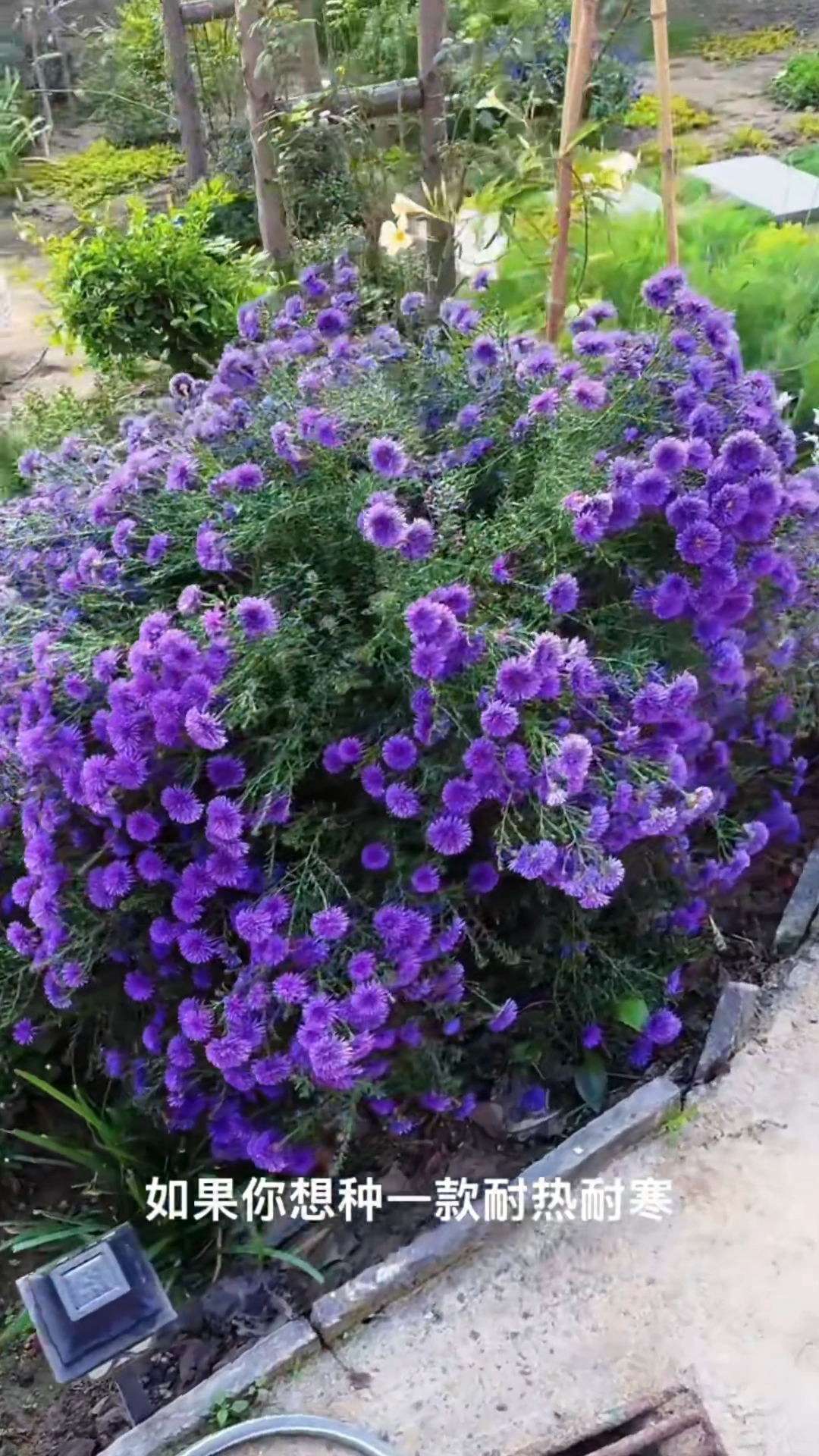耐热耐寒的花荷兰菊紫菀