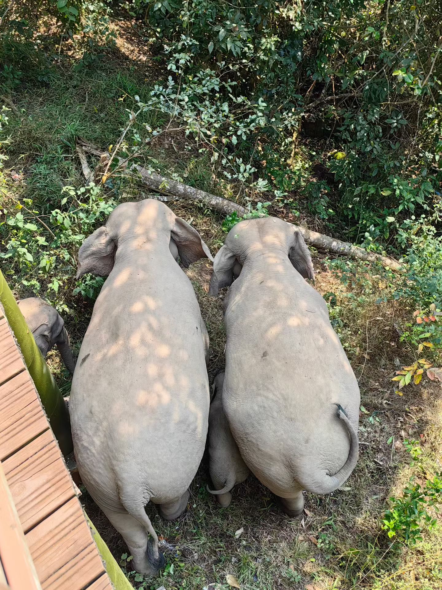 雌性大象