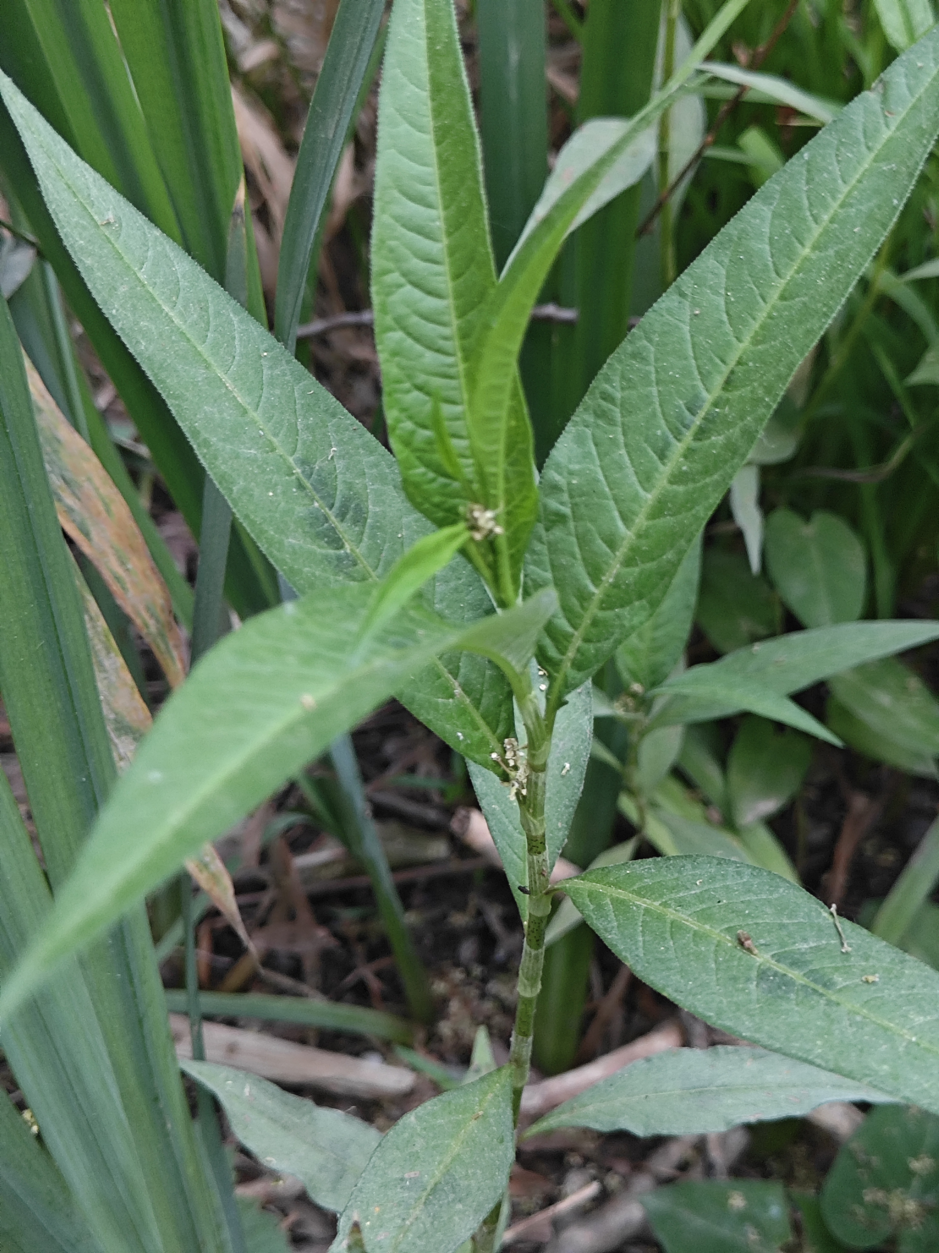 小时候,经常取它的嫩茎叶来食用,酸酸的,名字好