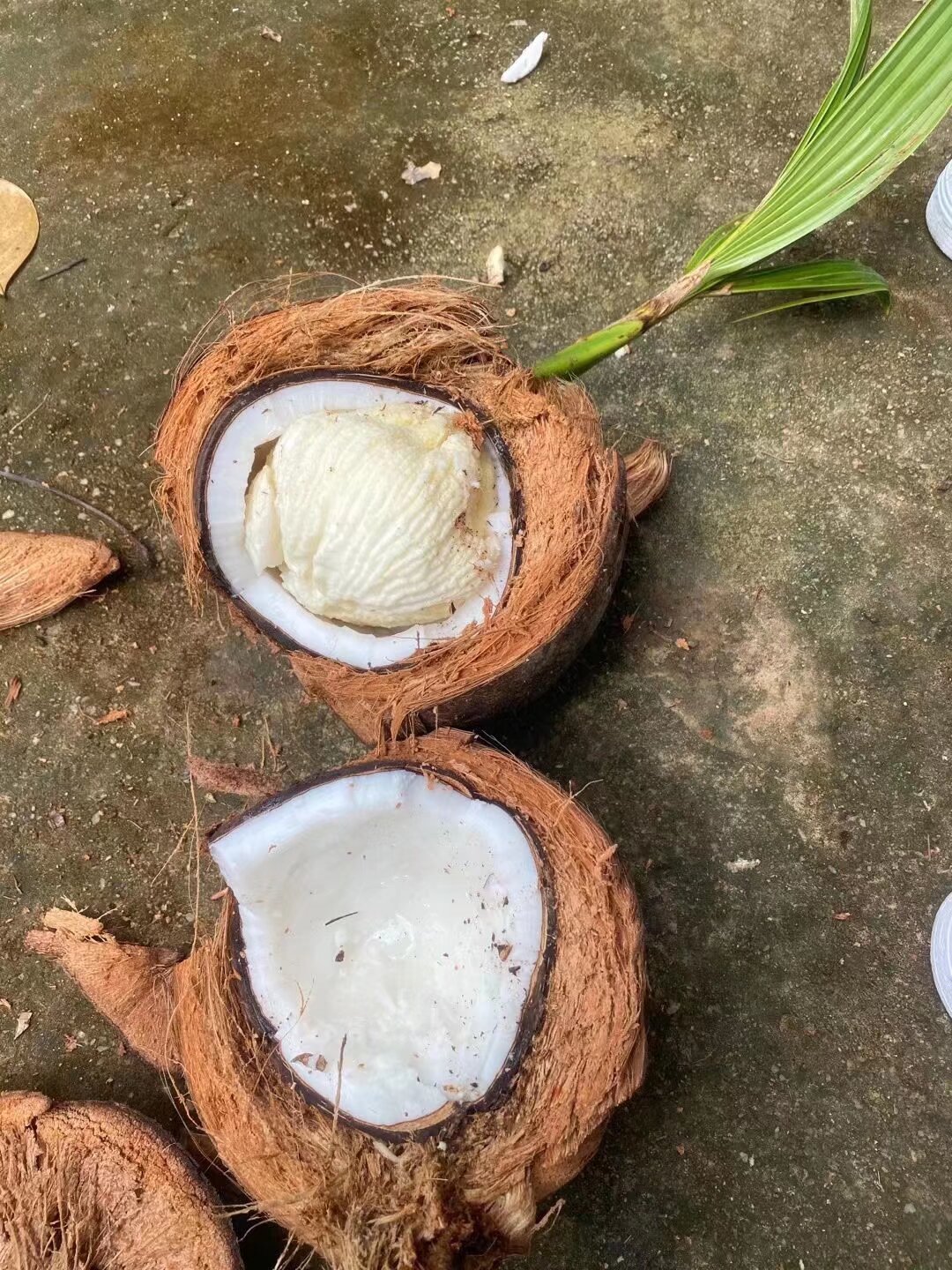 看着碧海蓝天小口品尝椰子肉感受着来自热带的海风椰子的口感像是