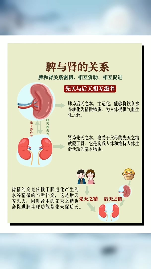 脾肾同调效果更好,养生别忽视
