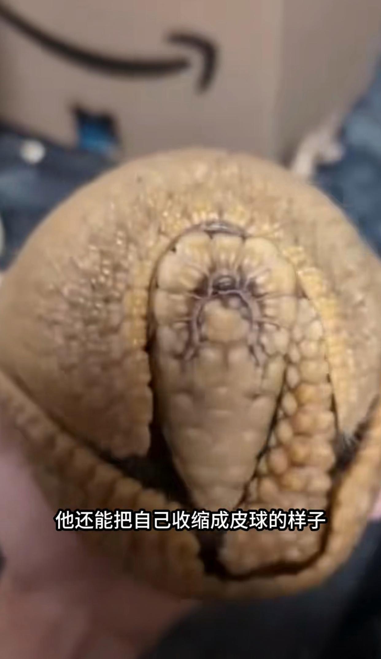 它叫犰狳平时爱吃蚯蚓和小昆虫还是个打洞高手住在自己挖掘的