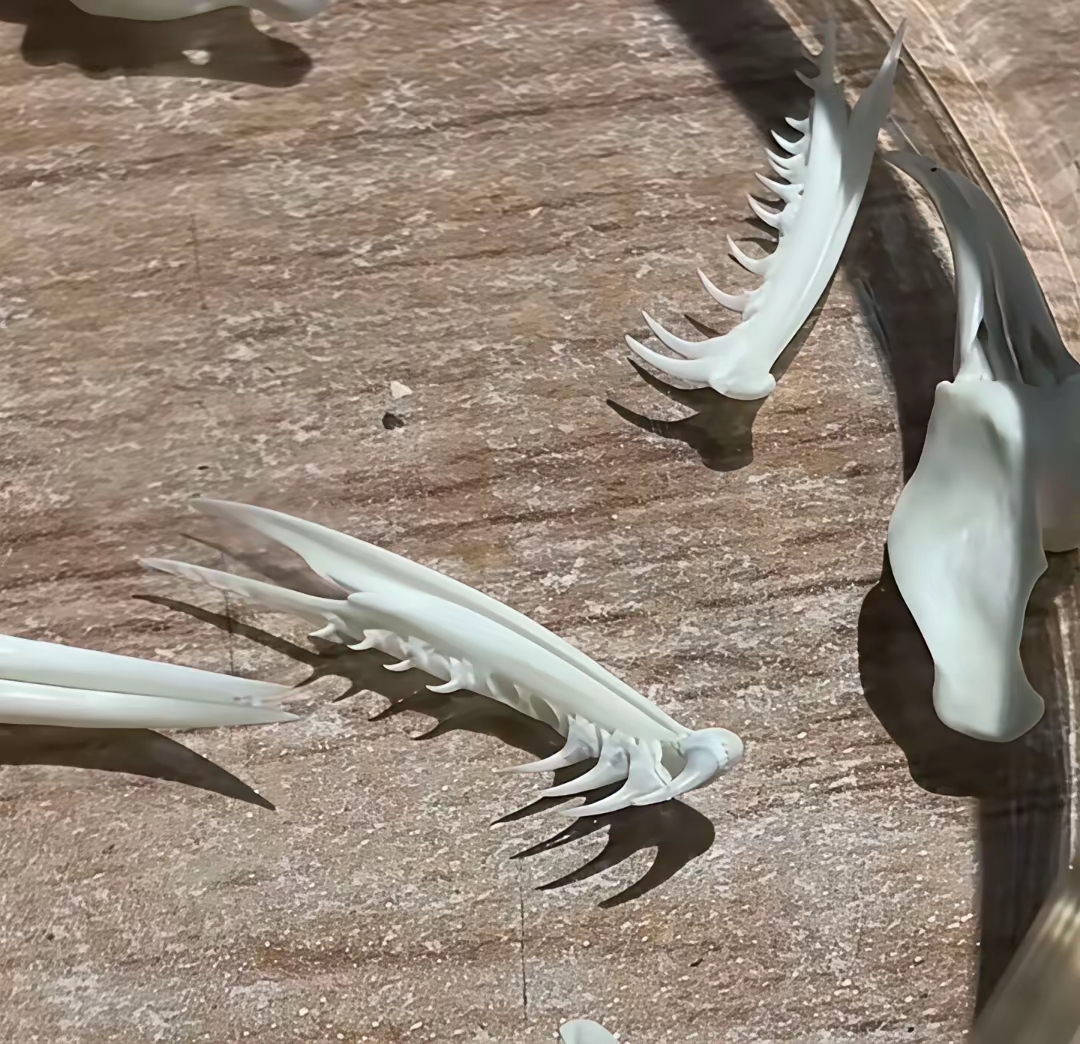 这就是有毒蛇类的牙齿,每颗牙齿都像一颗针管,蛇咬住异物时会通过牙齿