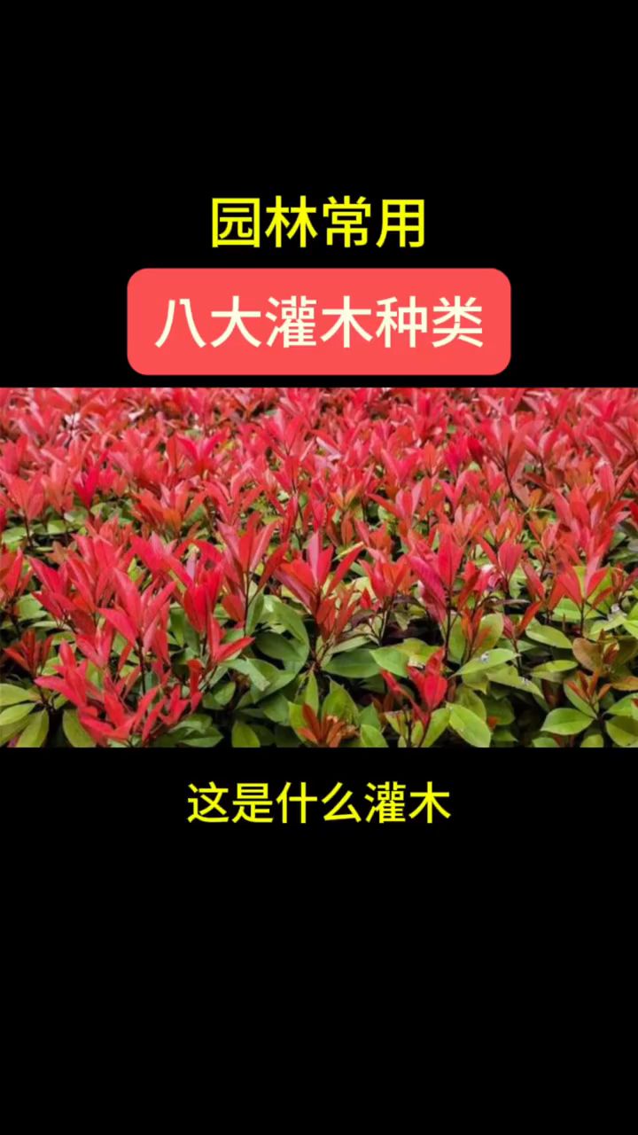 园林常用八大灌木种类
