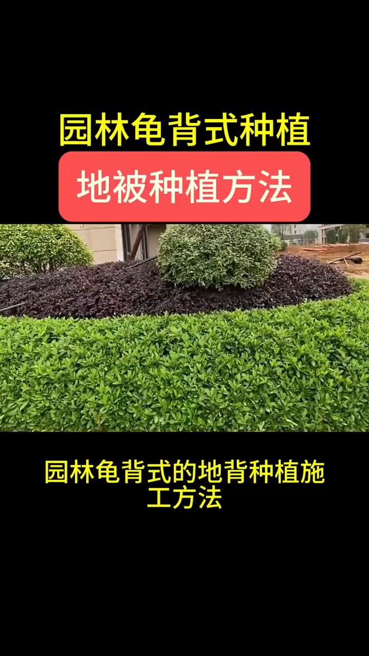 园林龟背式种植,地被种植方法