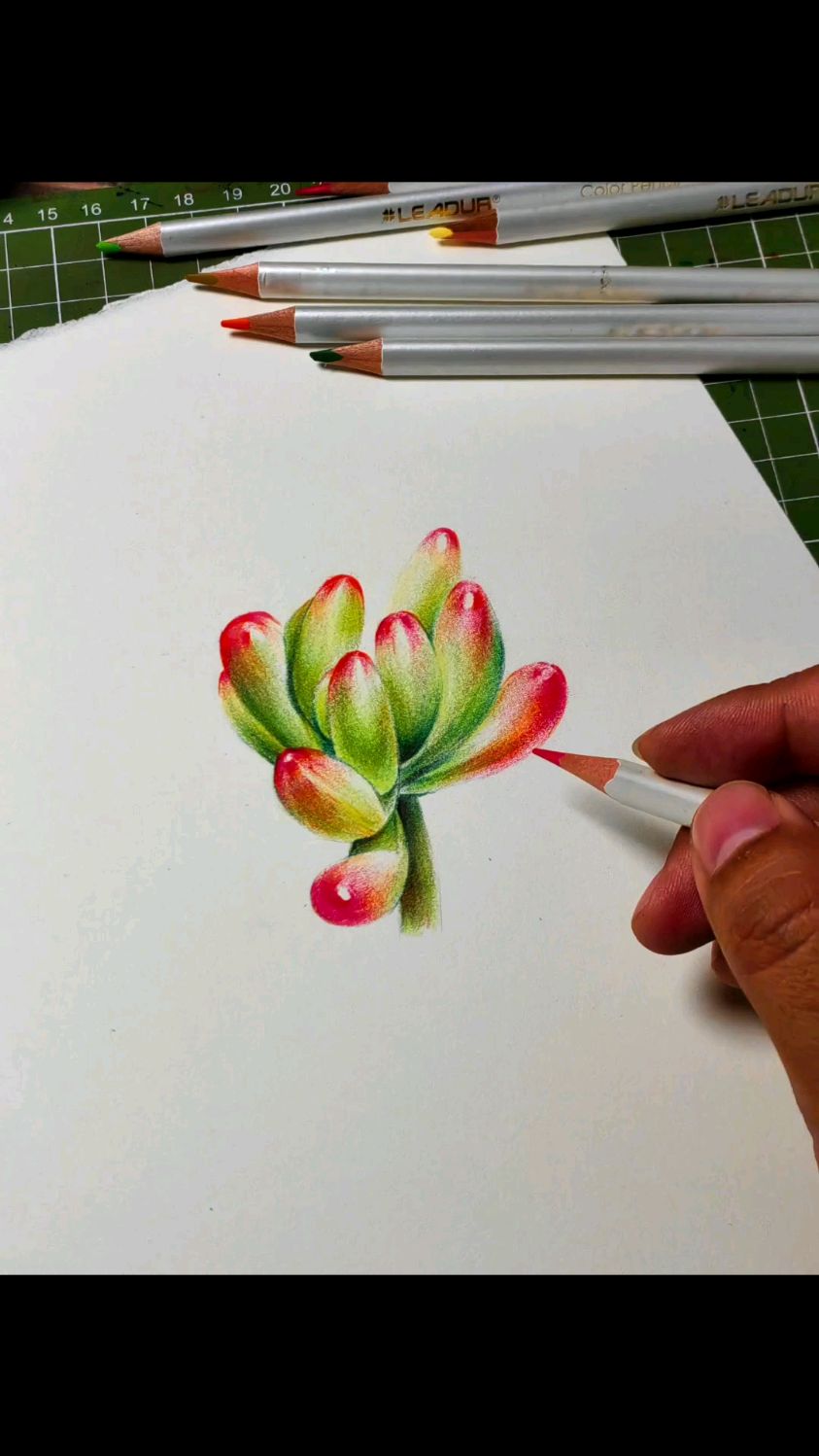 彩色铅笔画的多肉植物