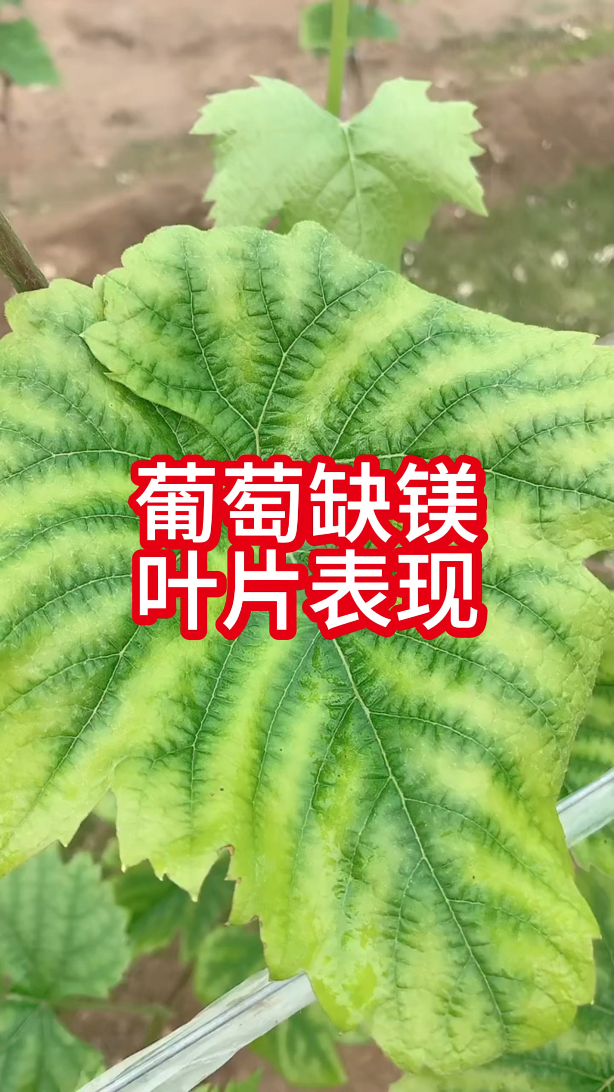 葡萄缺镁叶片表现