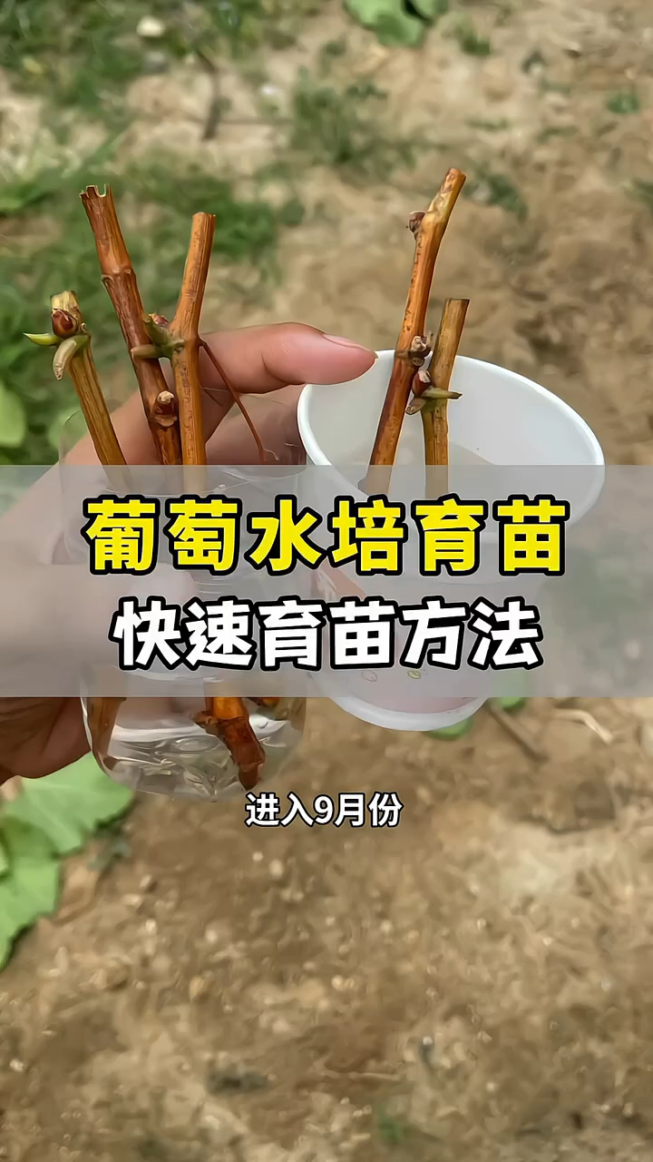 葡萄水培育苗快速育苗方法