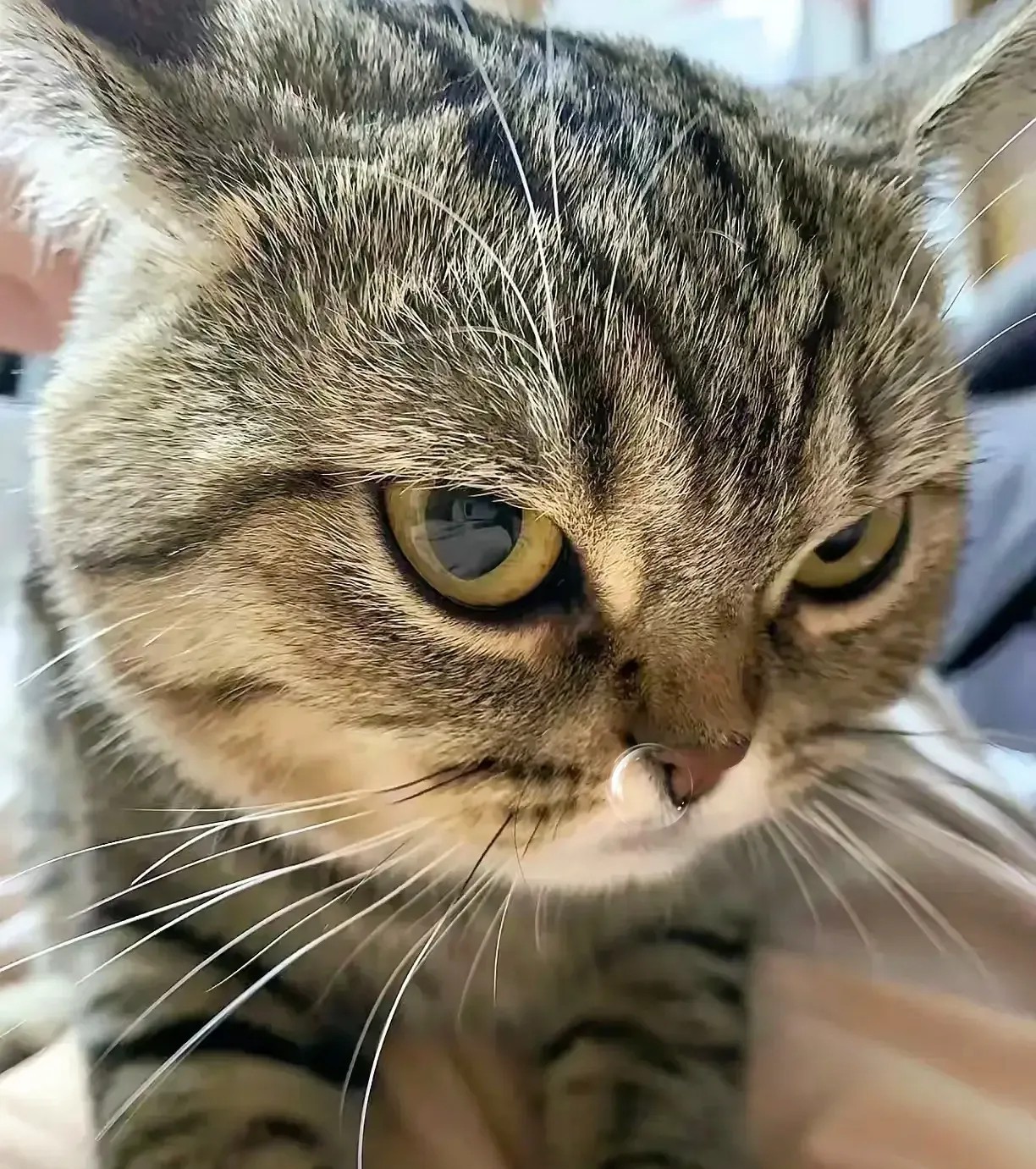 狸花猫是我爸在路边捡的刚捡回来那会我和我妈都烦得不行