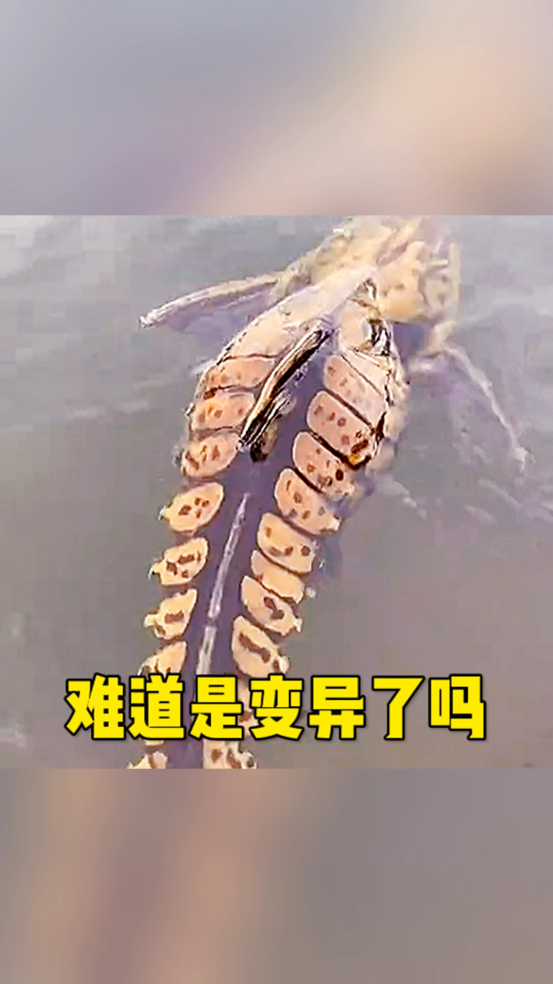 这条鱼难道变异了吗?