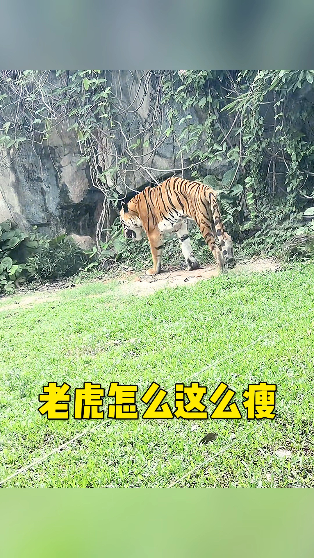 老虎怎么这么瘦呀