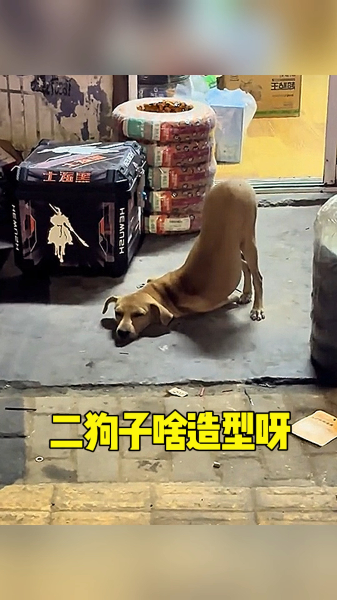 二狗子是啥造型呀