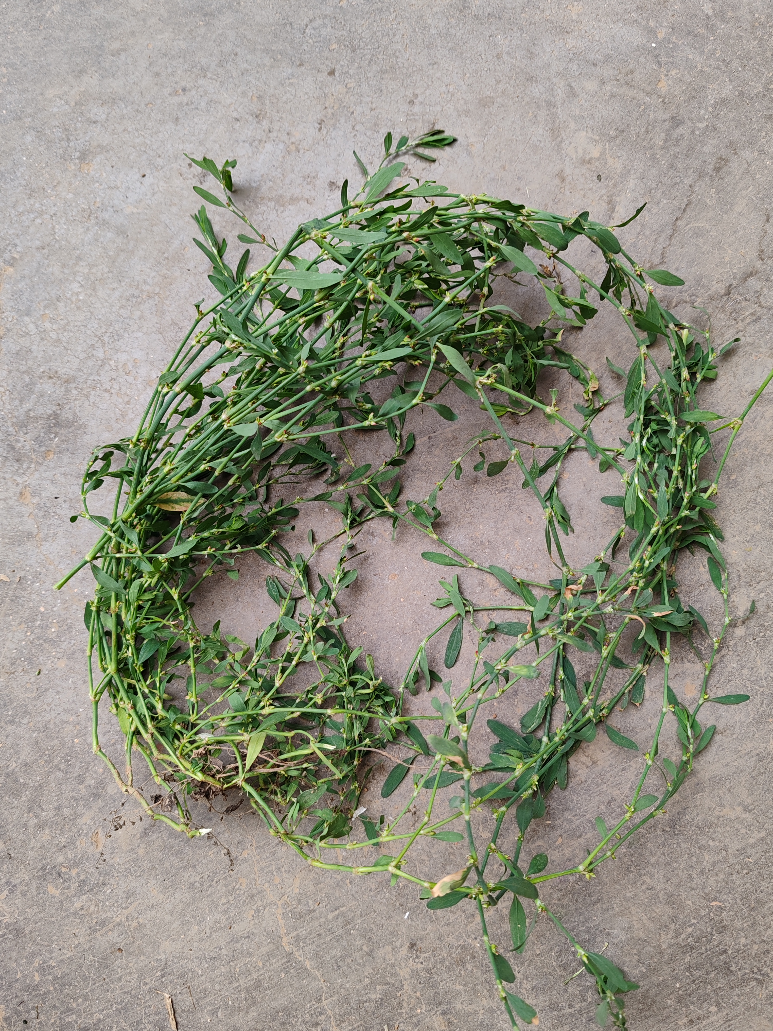 端午草药香,荷包蛋里的自然馈赠