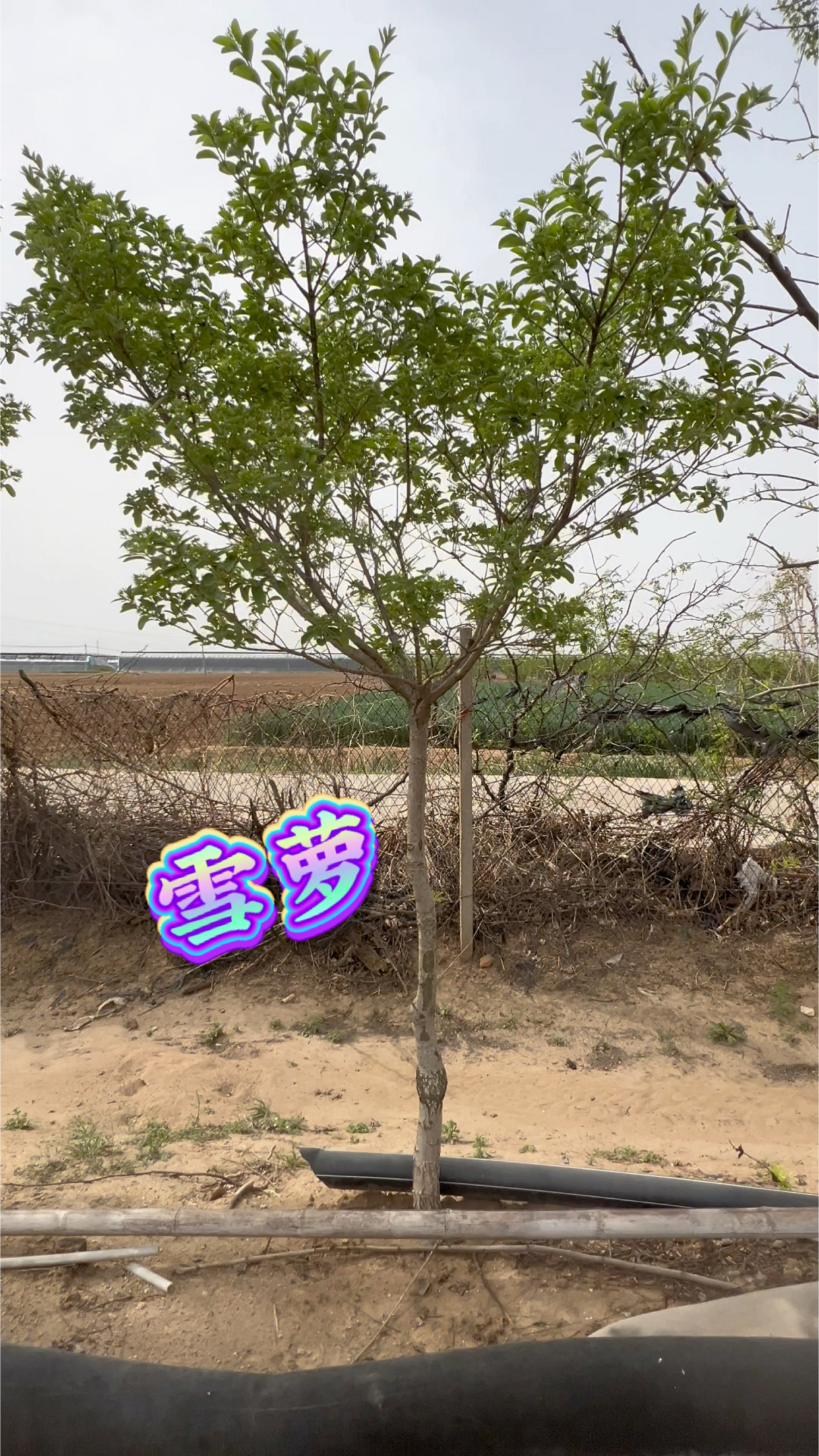 两棵精品高杆雪萝!精致树形!