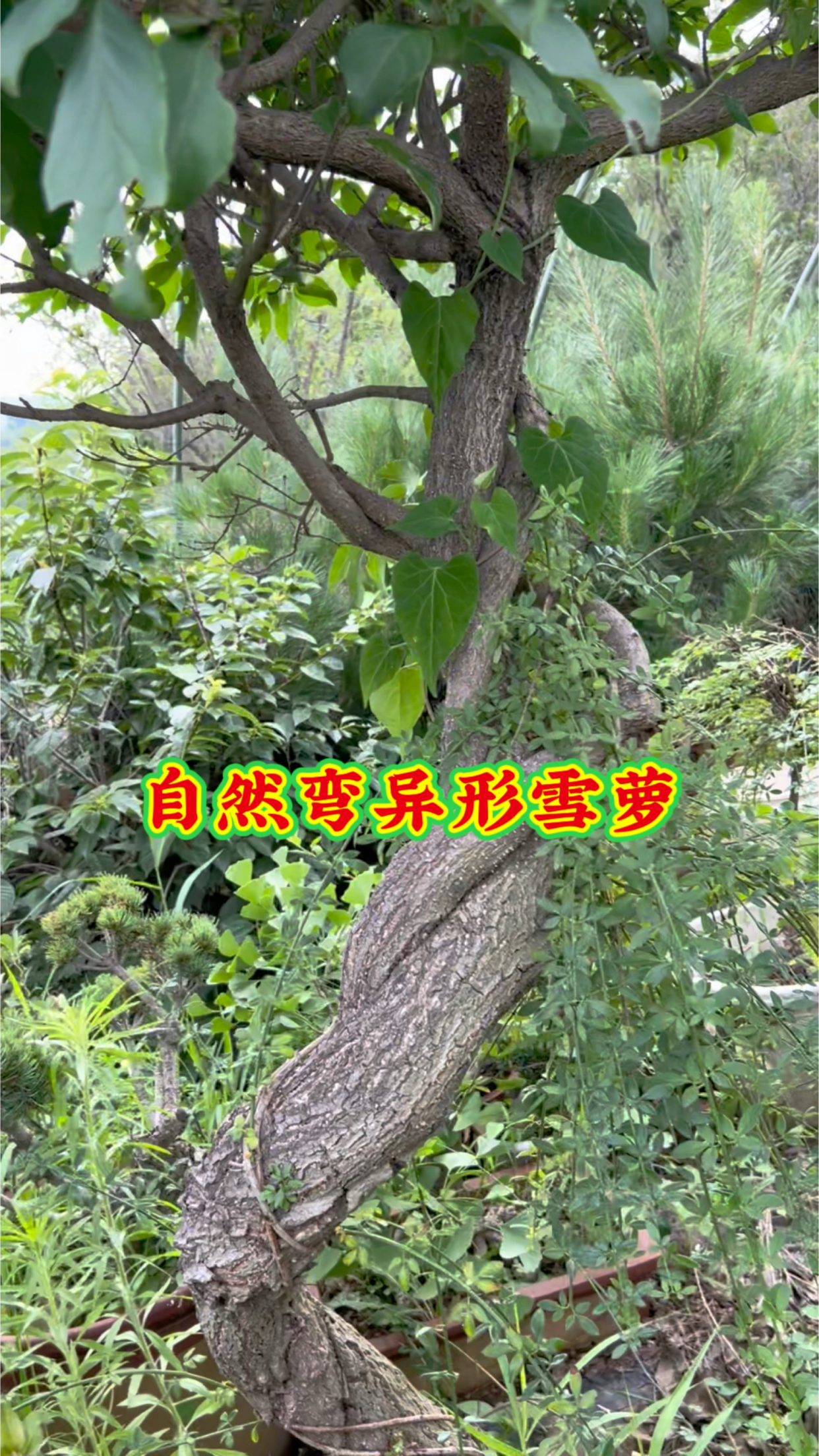 极品自然弯雪萝小老树,很老很有味道的一棵树!