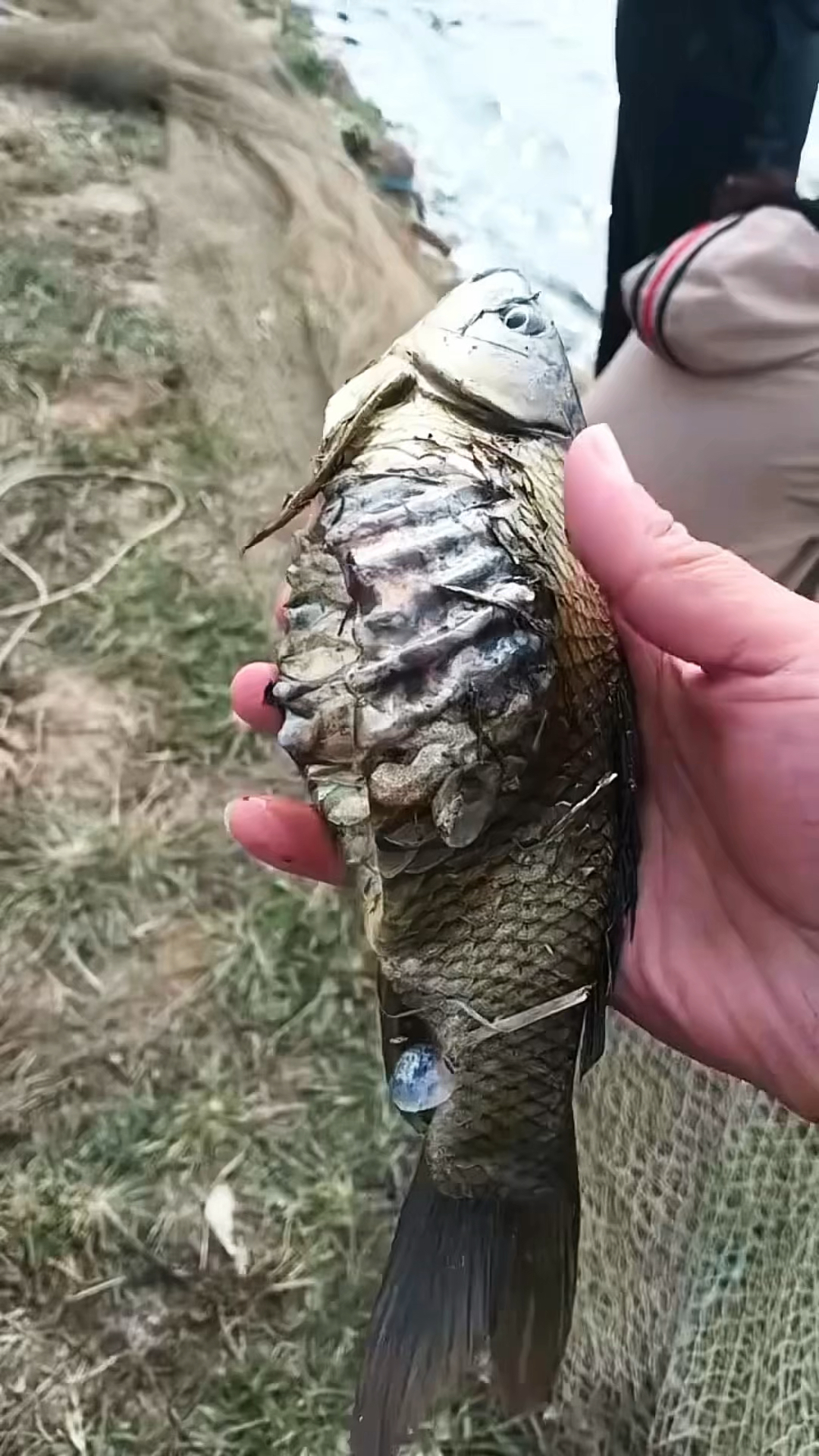 这只鱼变异了吧,太吓人