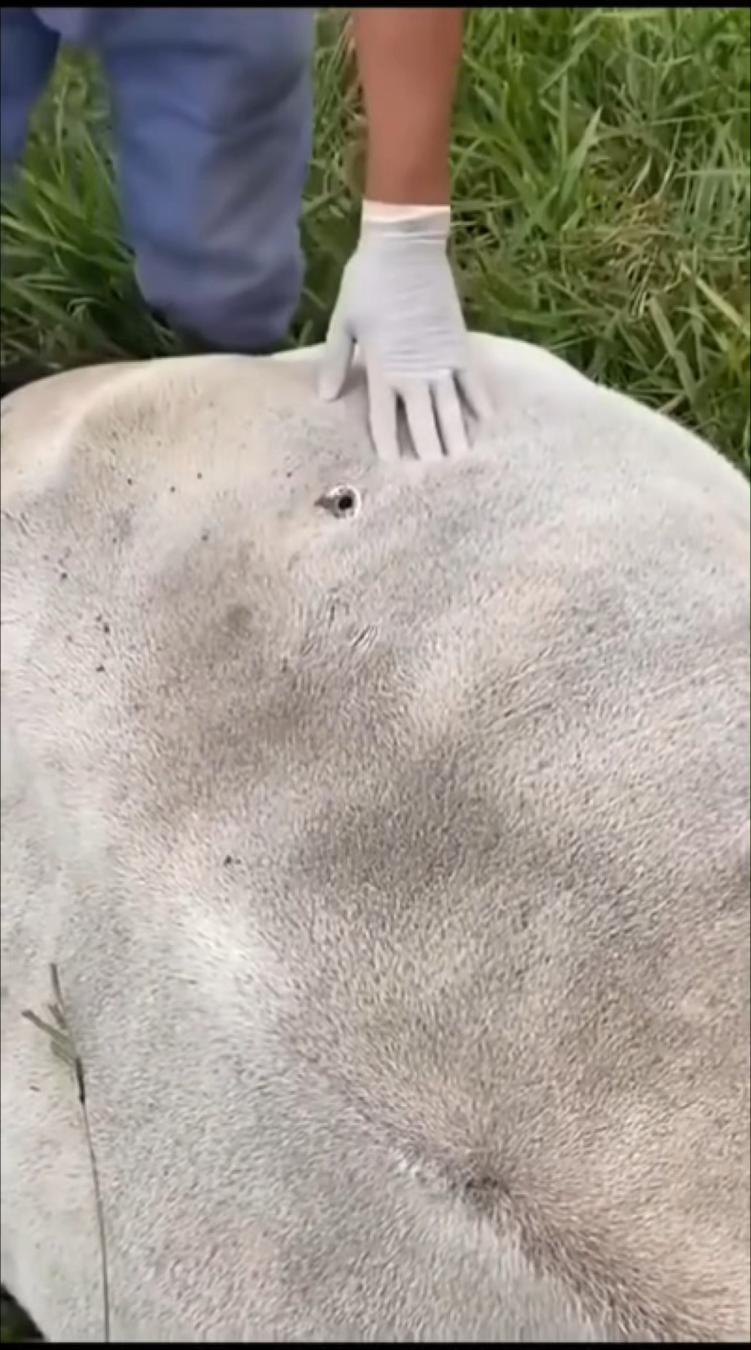 兽医给牛肚子放气