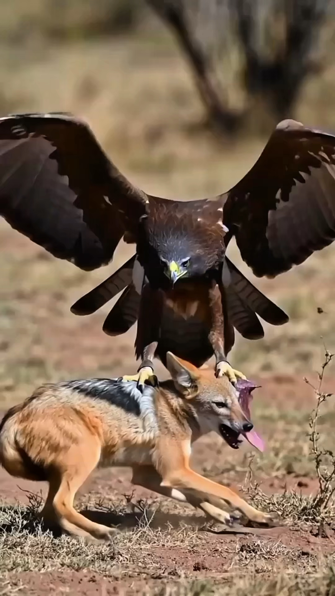 老鹰抓捕一只孤狼