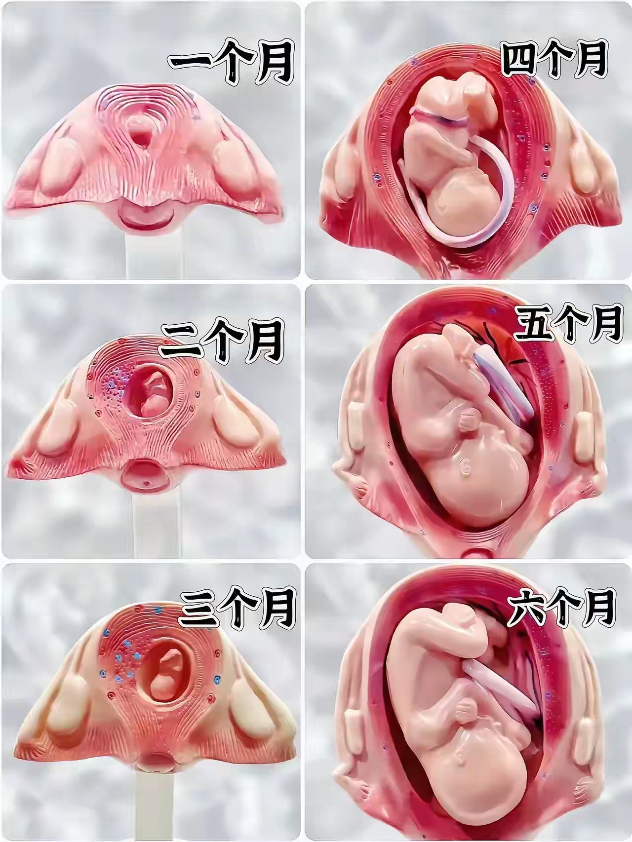 揭秘不同孕周胎儿发育全过程