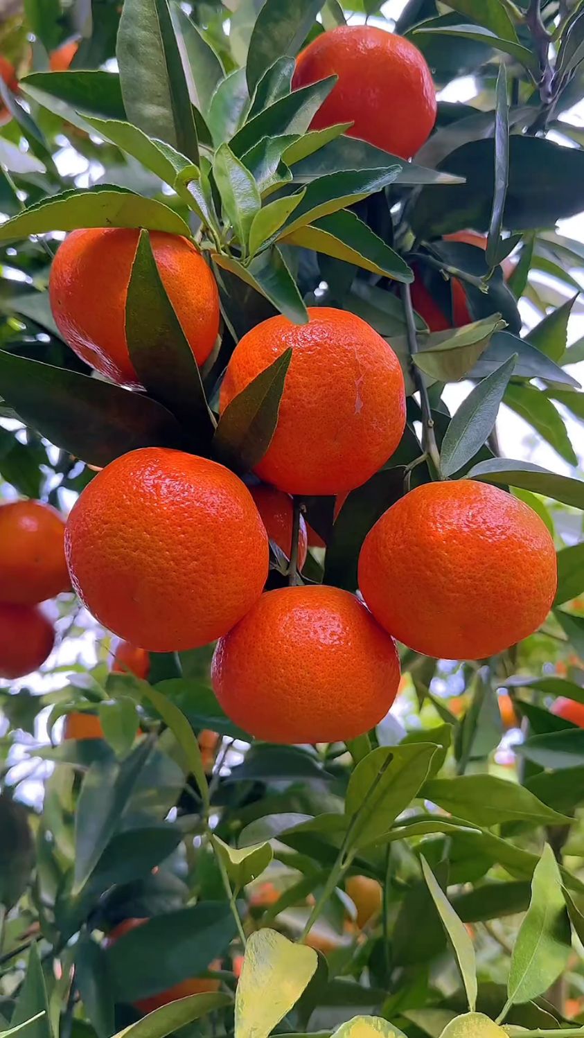 桔子的寓意是:吉祥如意,大吉大利