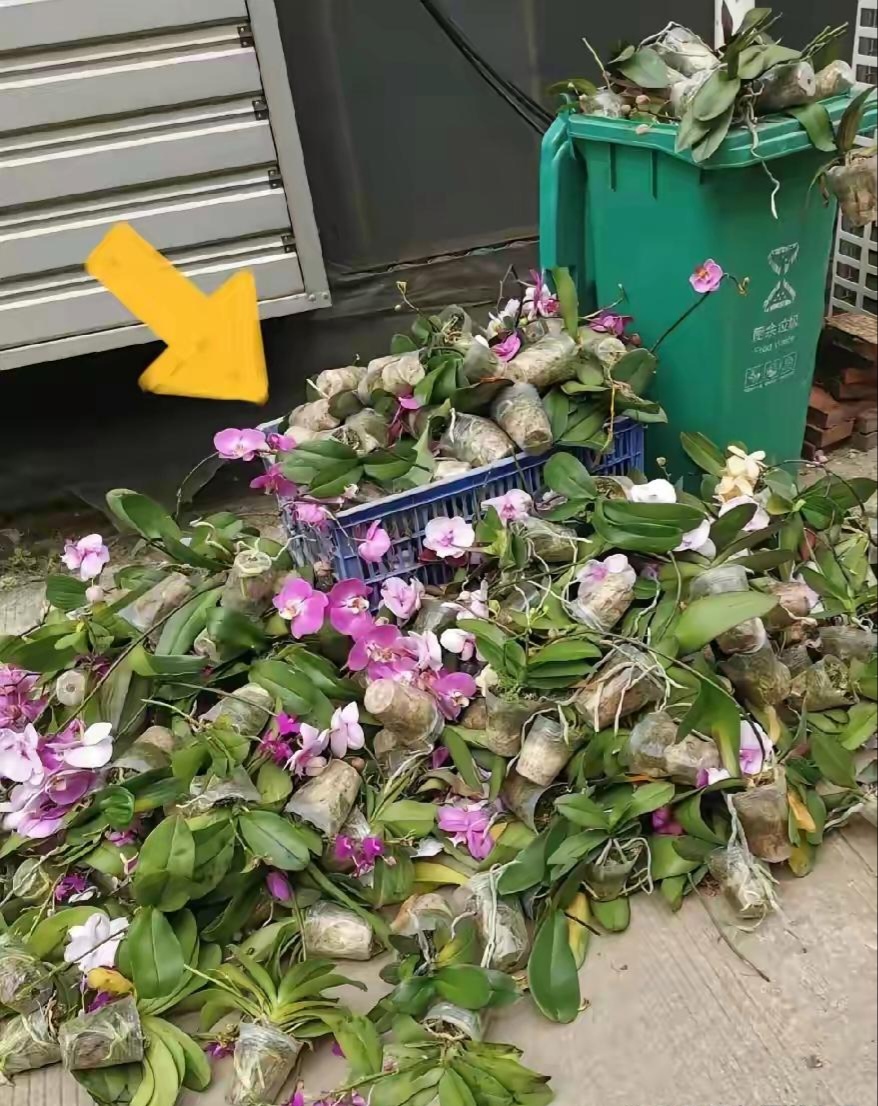 刚刚散步回家,路过垃圾桶,看到好多被扔的花,有蝴蝶兰,君子兰,都是我