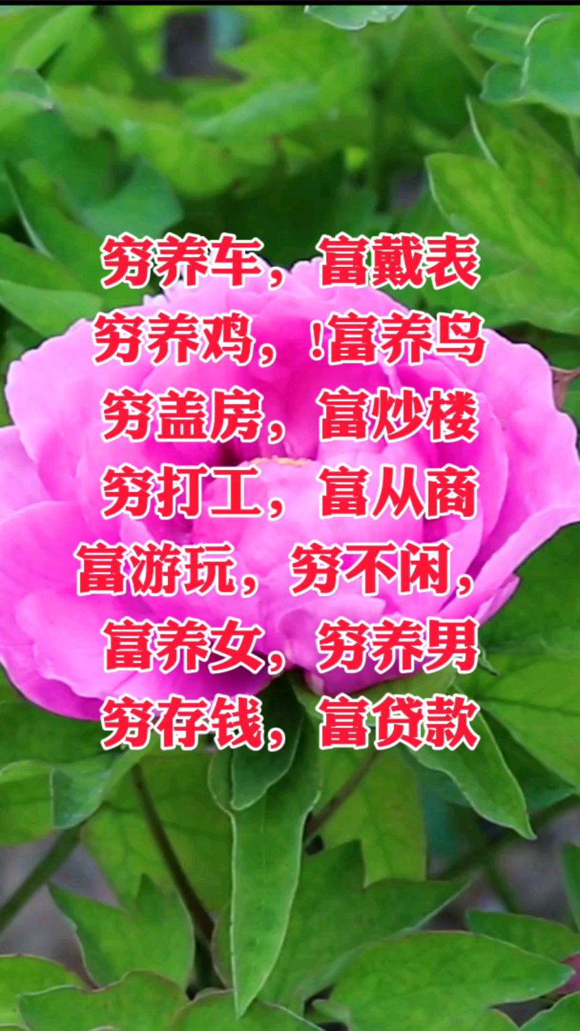 穷人养什么最赚钱(穷人养什么好才能赚钱)