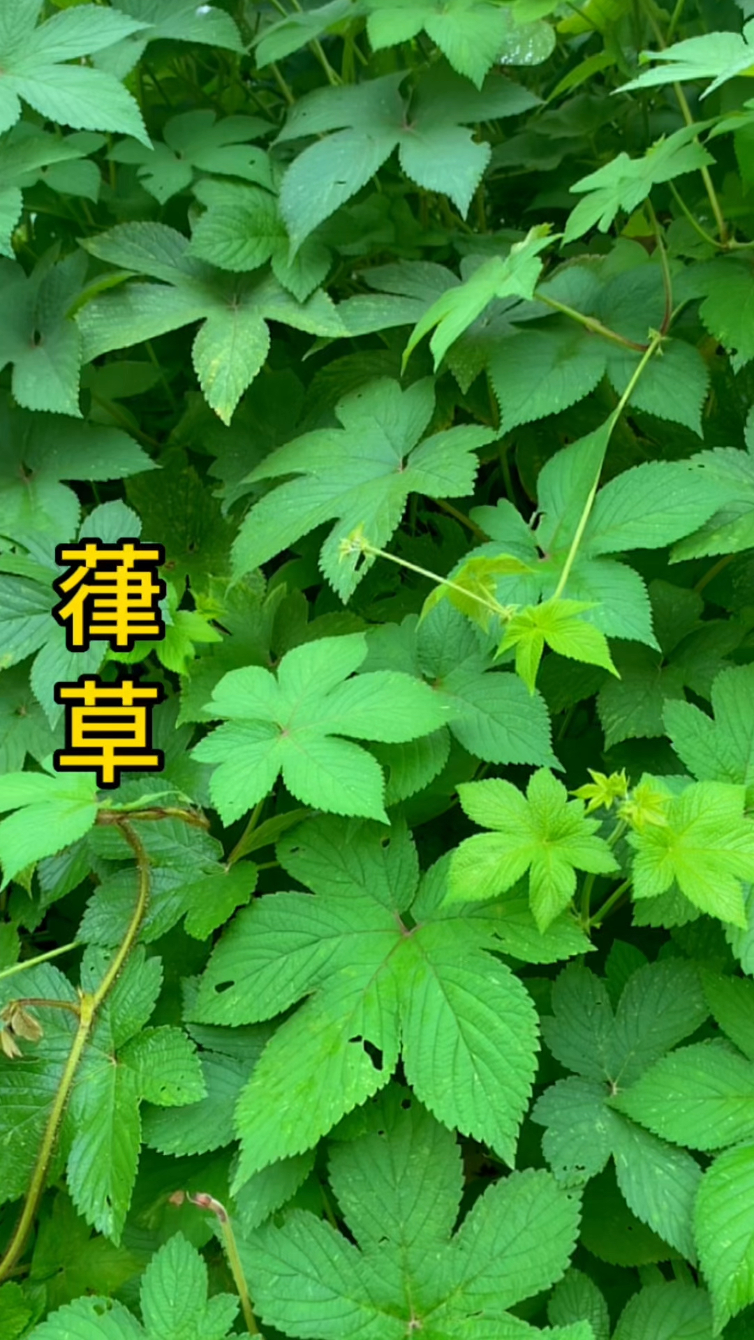嵂草在农村大家叫它拉拉藤