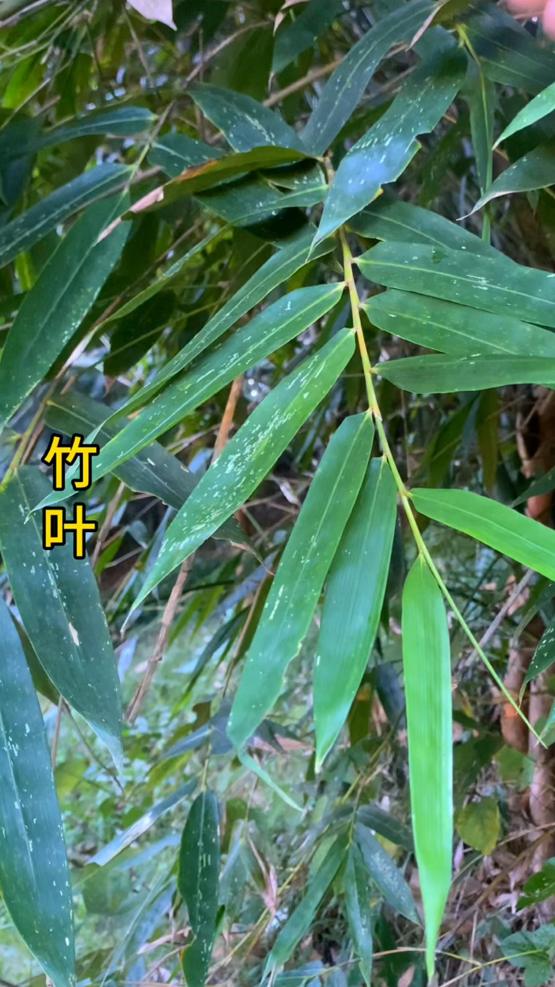 喜爱度激励计划 农村常见的竹叶,是老一辈人的茶饮