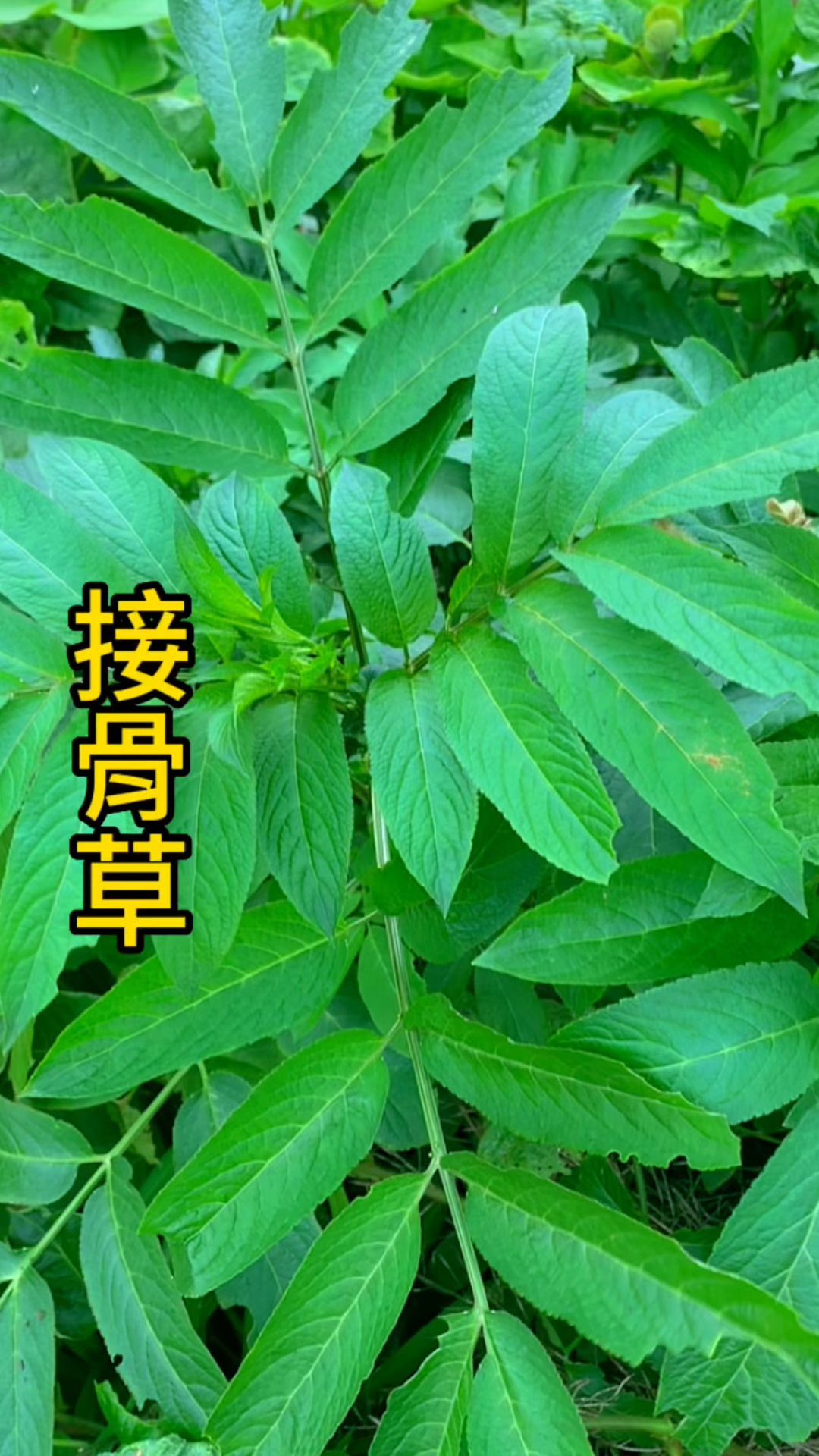 喜爱度激励计划 接骨草农村常见植物