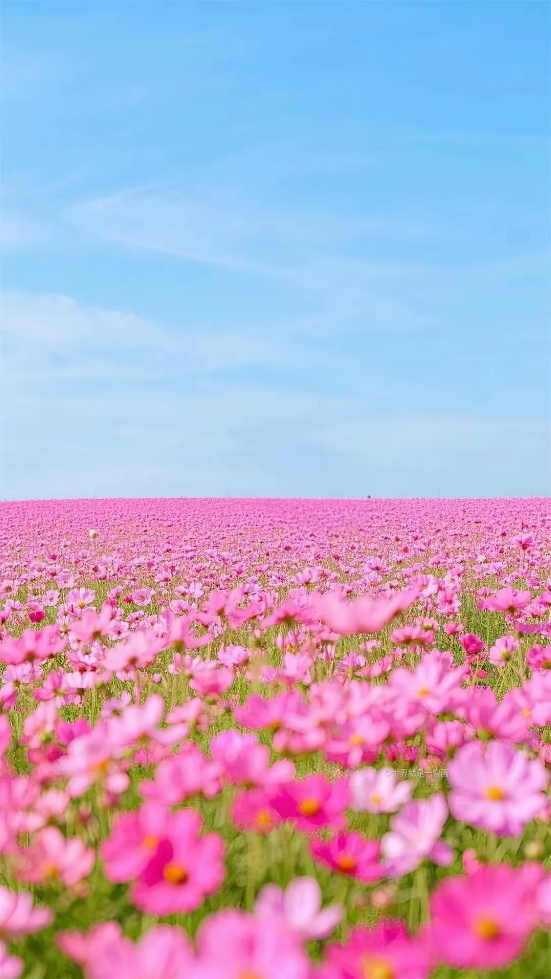 手机高清壁纸‖粉色花海