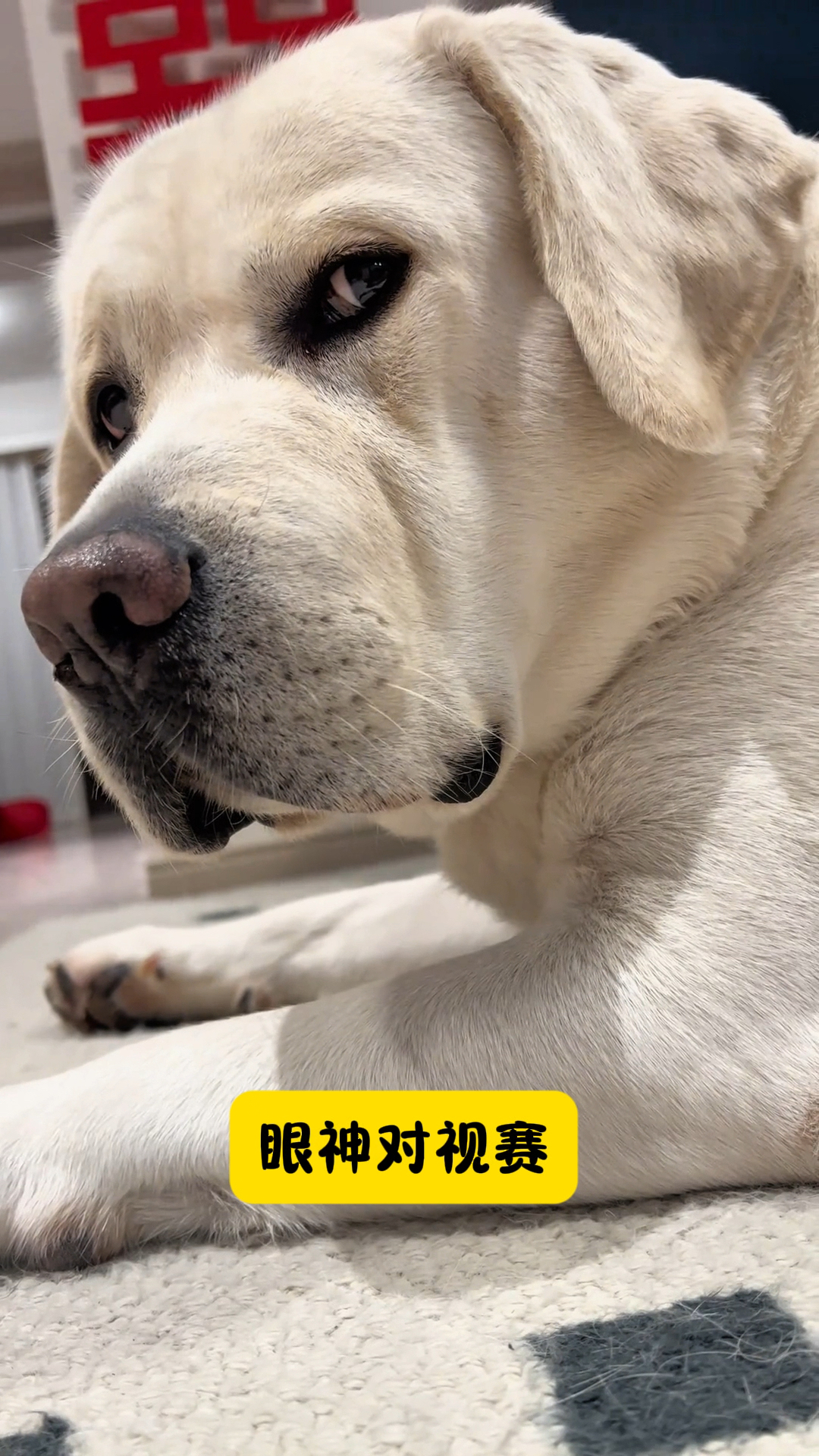 这狗鼻子真大,头也大