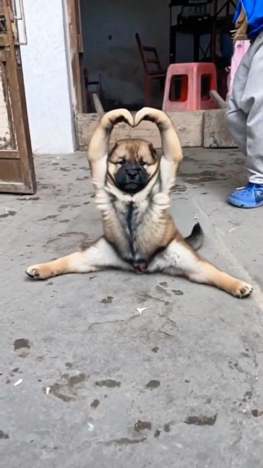 这小奶狗拍照姿势完美