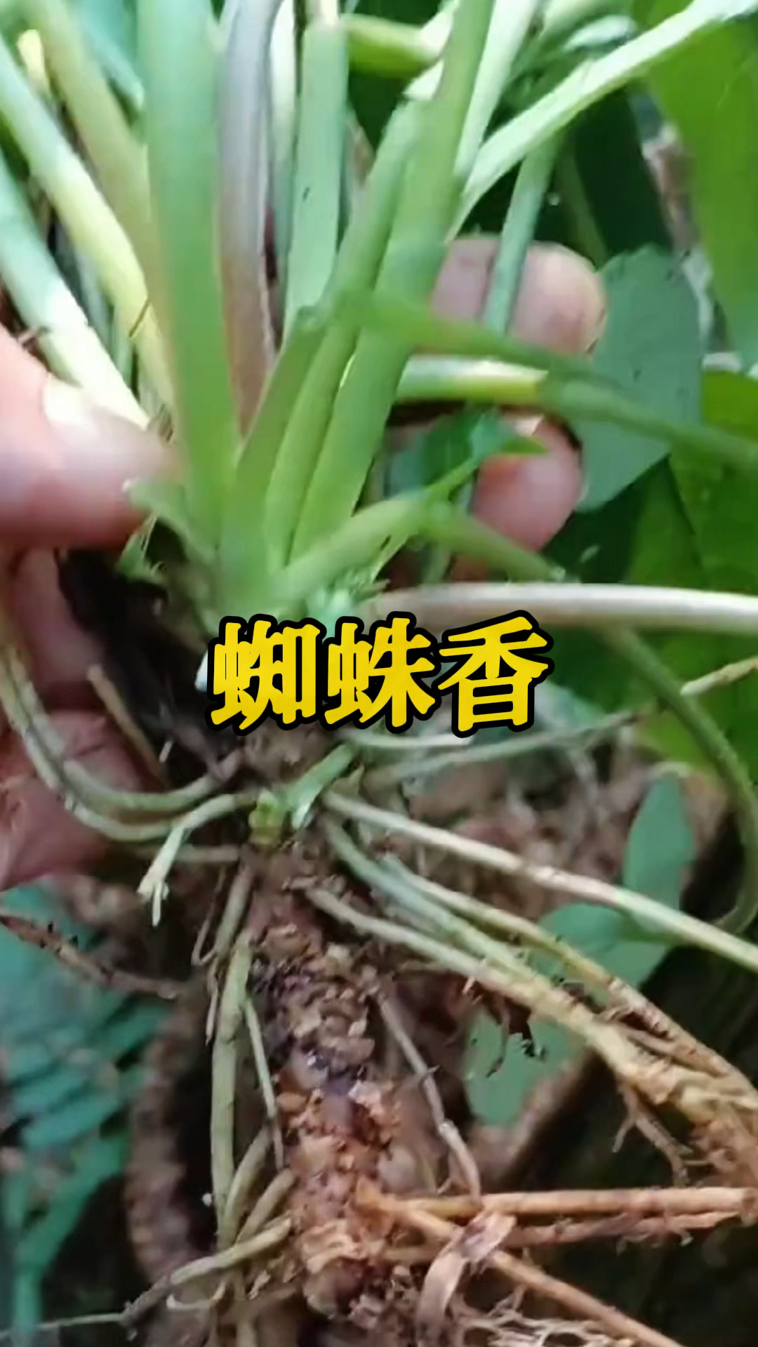 快来认识一下蜘蛛香草吧!